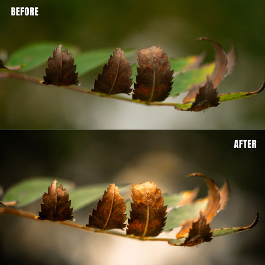 MPP - Natural Greentones with Warmth Preset Pack