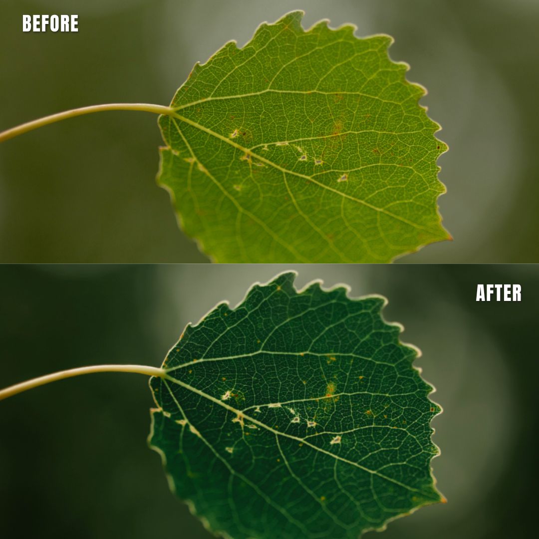 MPP - Rich Greens Preset Pack