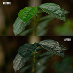 MPP - Rich Greens Preset Pack