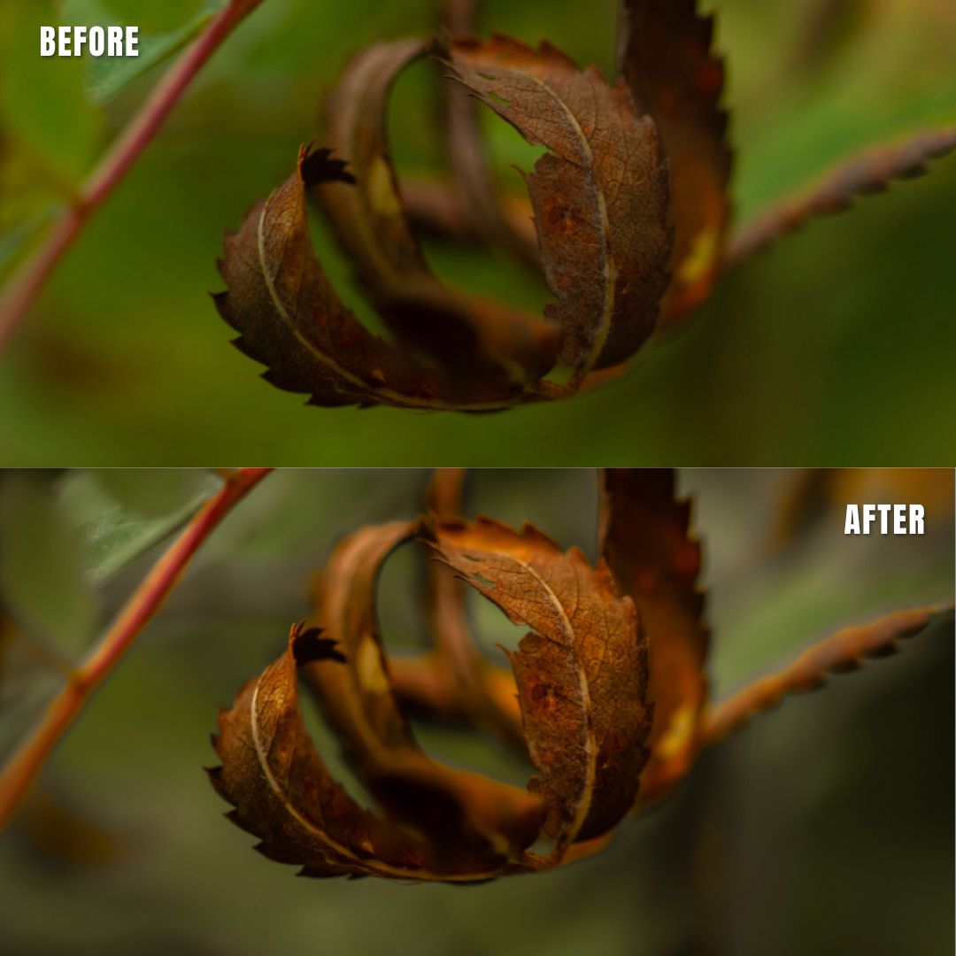 MPP - Natural Greentones with Warmth Preset Pack