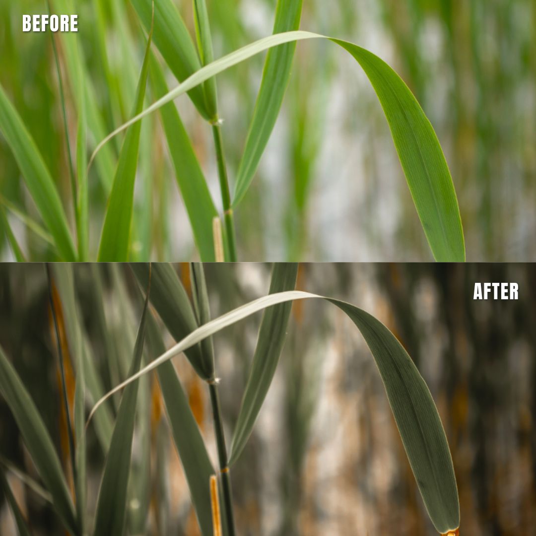 MPP - Muted Greens Preset Pack