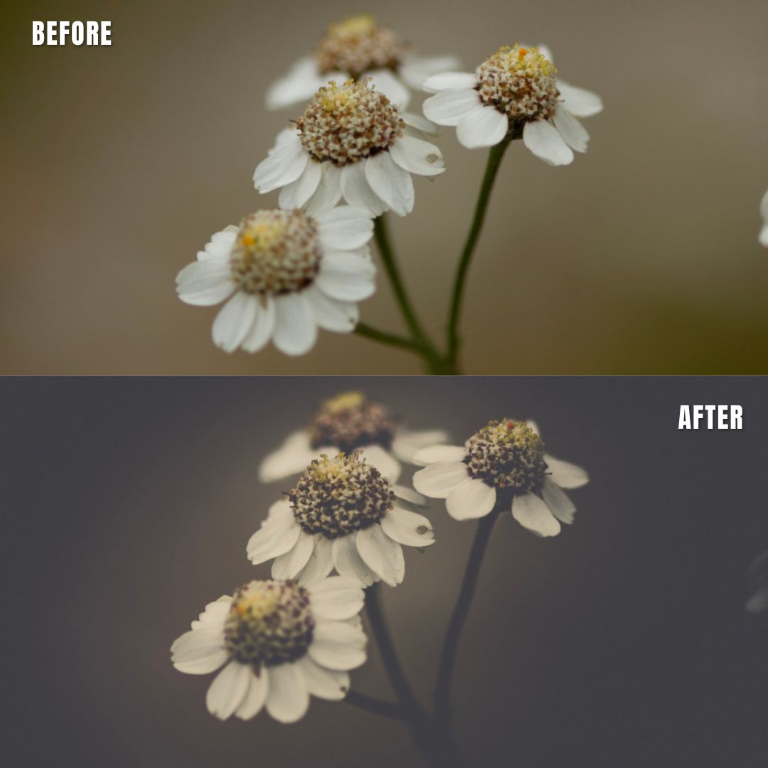 MPP - Polaroid Preset Pack