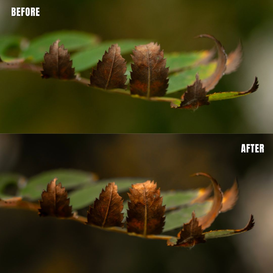 MPP - Natural Greentones with Warmth Preset Pack