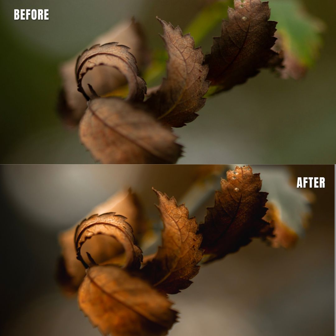 MPP - Natural Greentones with Warmth Preset Pack