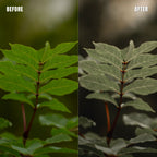 MPP - Muted Greens Preset Pack