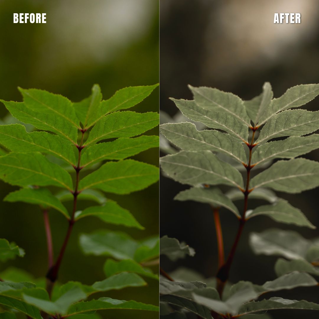 MPP - Muted Greens Preset Pack