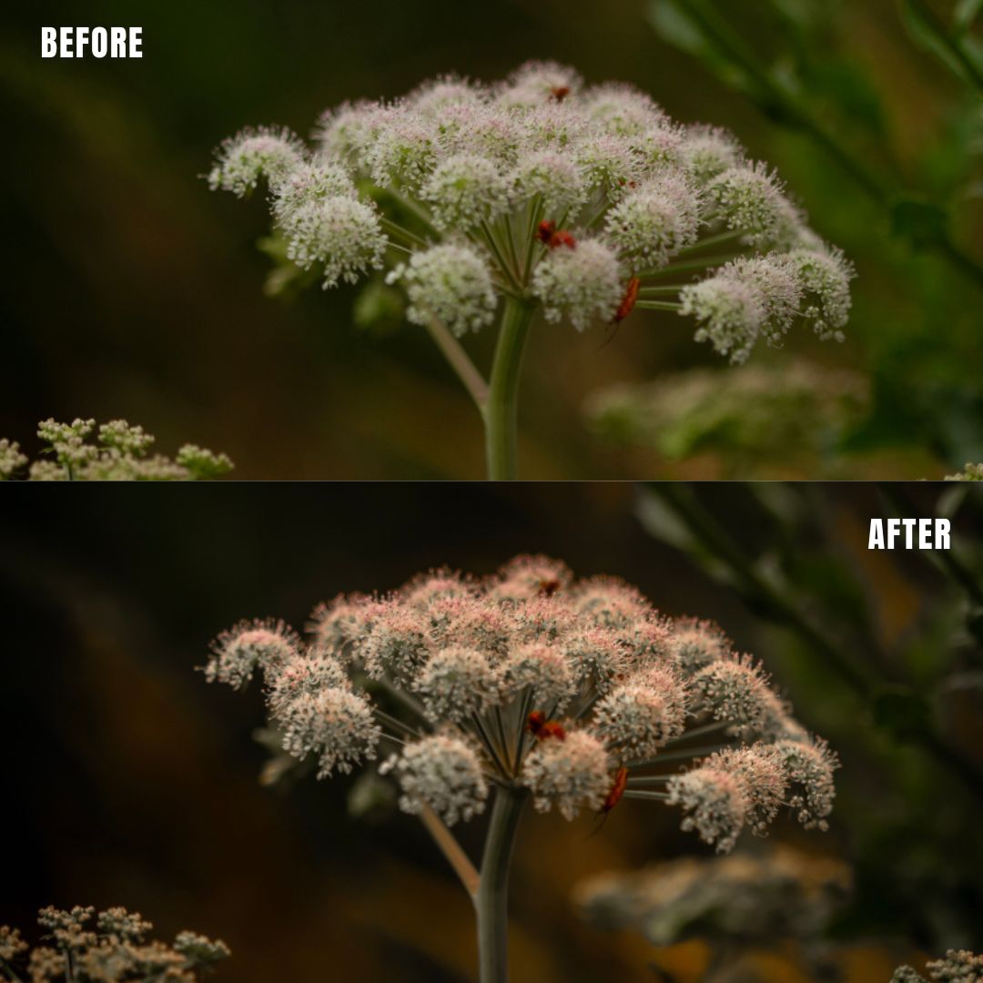 MPP - Natural Greentones with Warmth Preset Pack