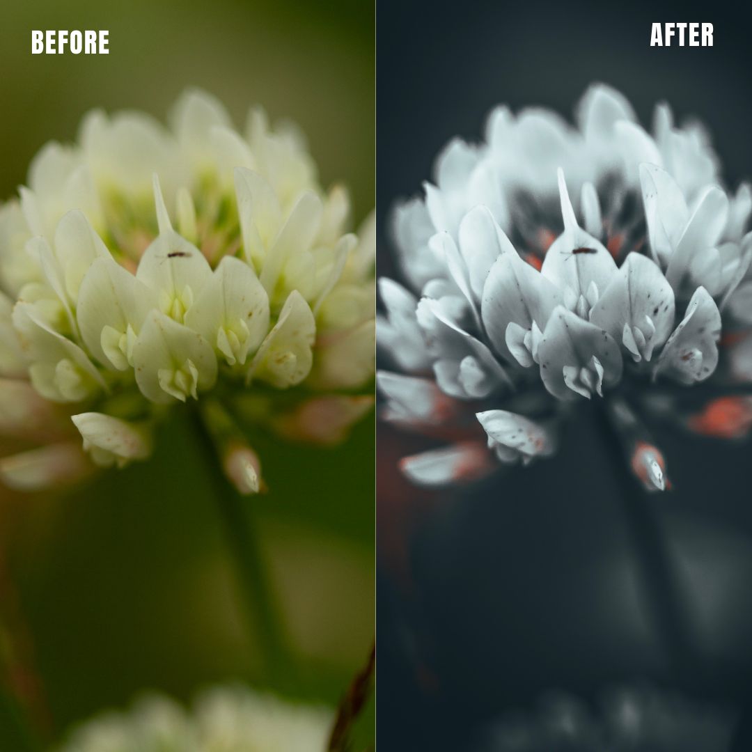 MPP - Deep BW with Reds Preset Pack