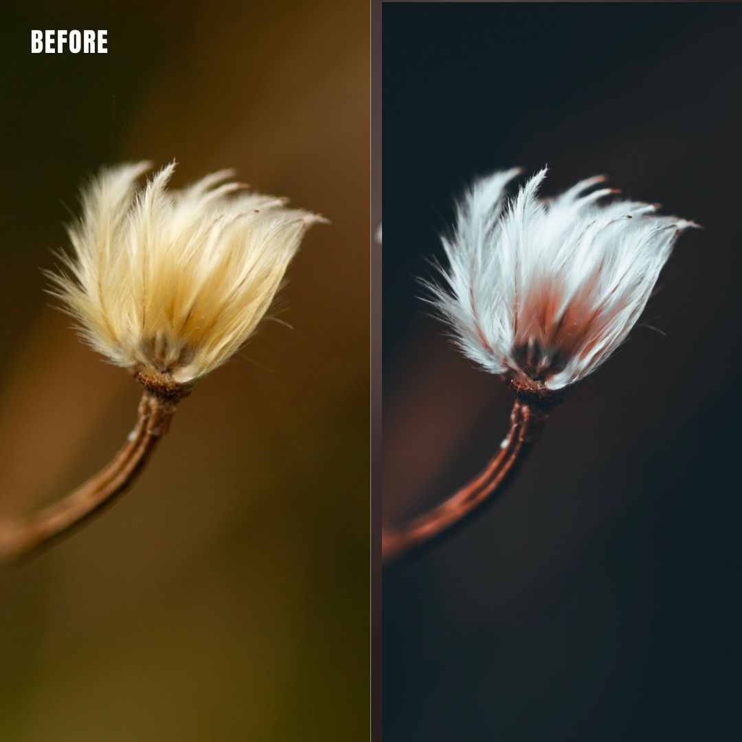 MPP - Moody BW Preset Pack