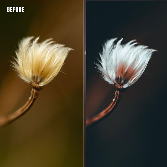 MPP - Moody BW Preset Pack