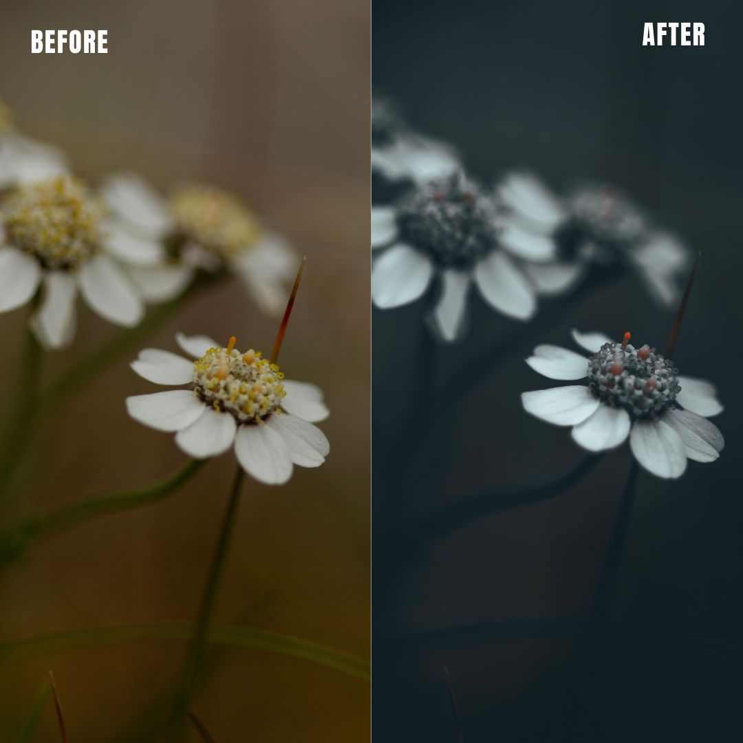 MPP - Moody BW Preset Pack