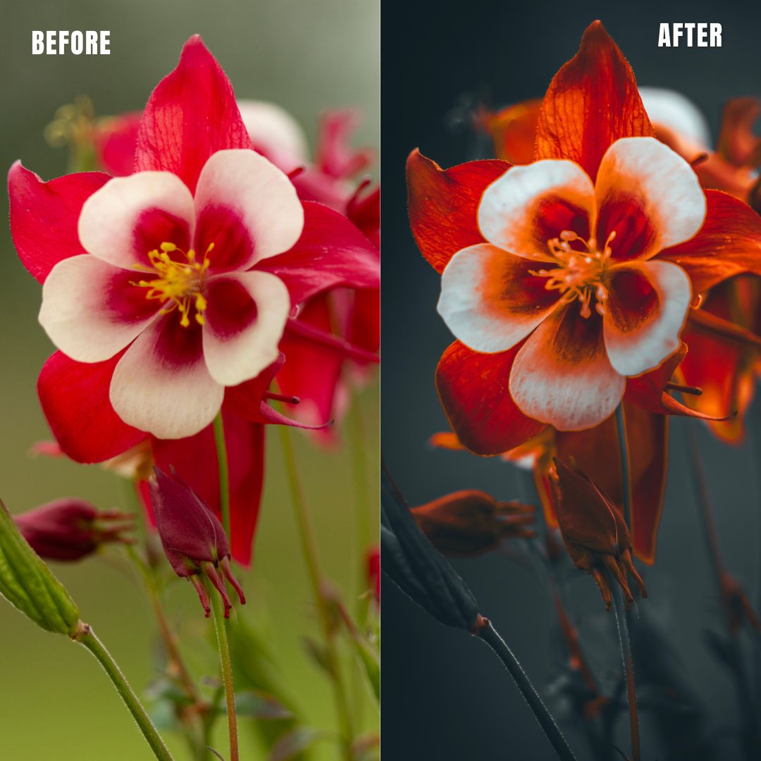 MPP - Deep BW with Reds Preset Pack