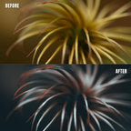 MPP - Moody BW Preset Pack