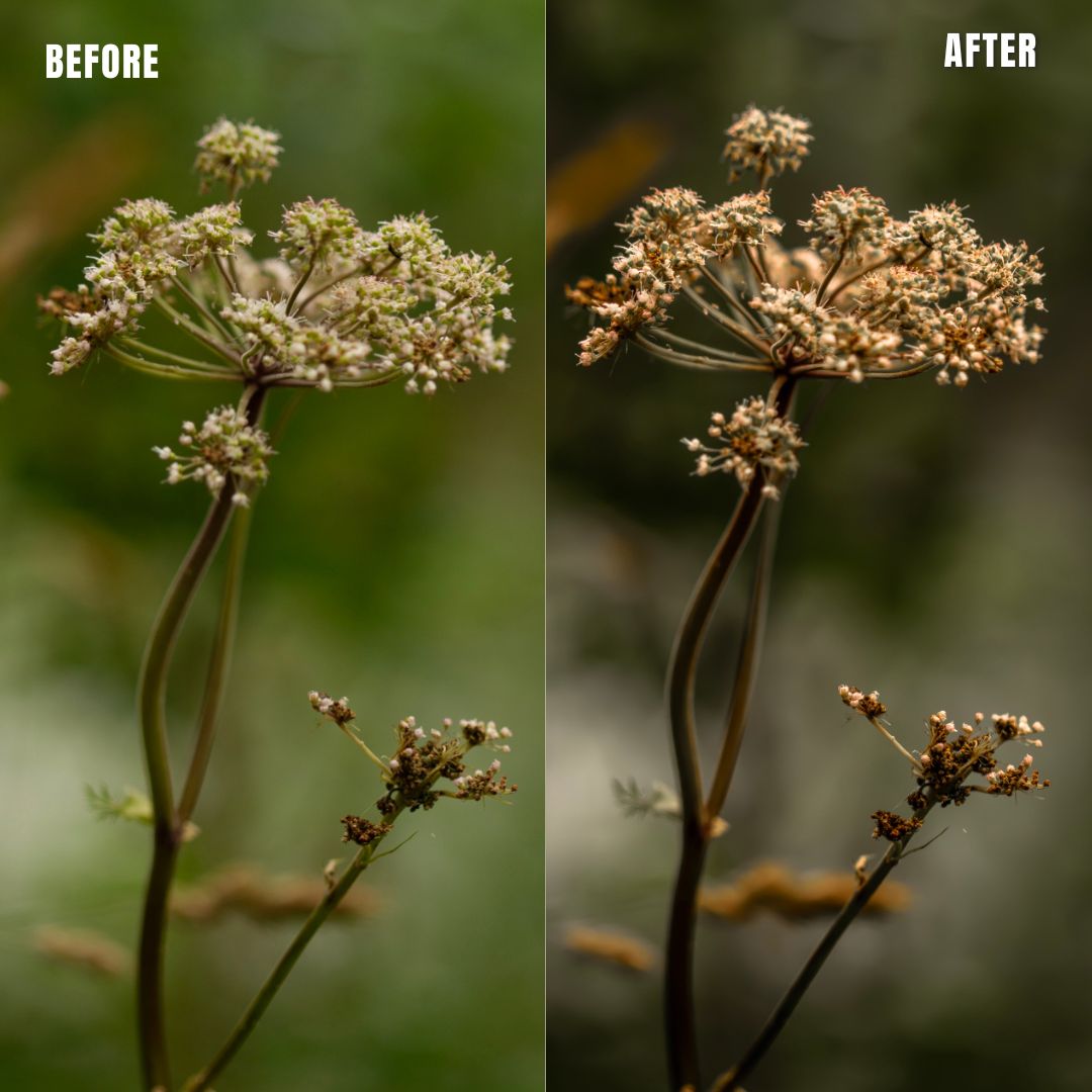 MPP - Natural Greentones with Warmth Preset Pack