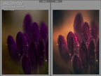 MPP - Golden Brownie Preset Pack