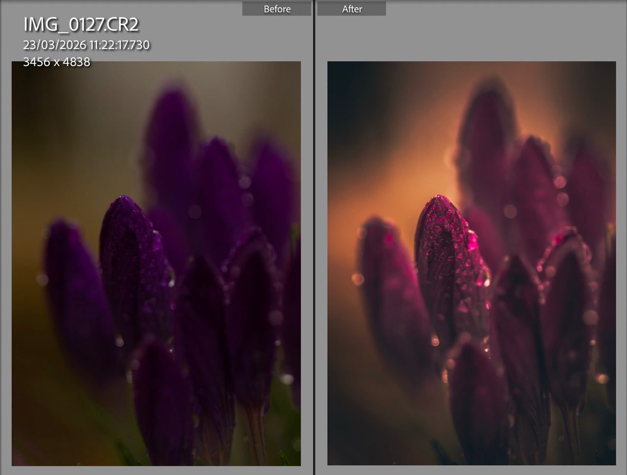 MPP - Golden Brownie Preset Pack