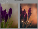 MPP - Golden Brownie Preset Pack